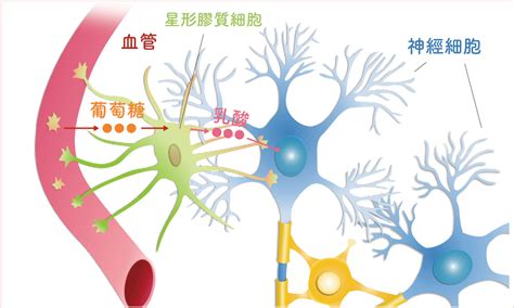 海馬迴再生|《Science》破解海馬迴「神經膠質細胞」記憶整併機制！ 盼成思。